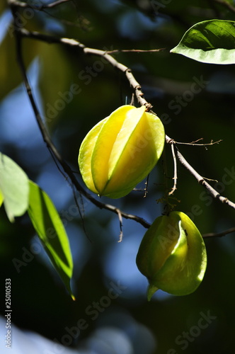 Starfruit tree