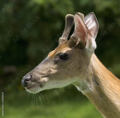 Buck profile