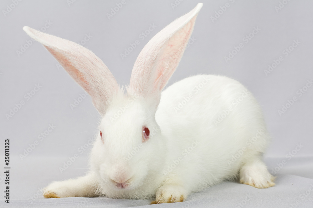 White rabbit on a gray background