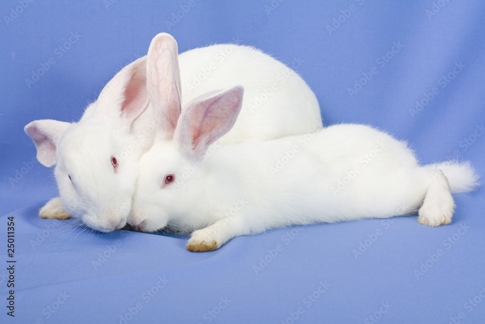 Two white rabbits on a blue background