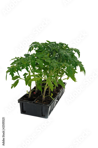 barquette de plants tomates