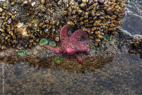 Starfish in Tide Pool