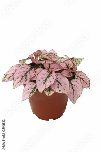 hypoestes en conteneur