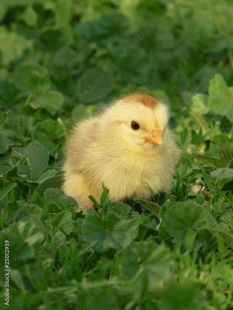 The little chick in the grass