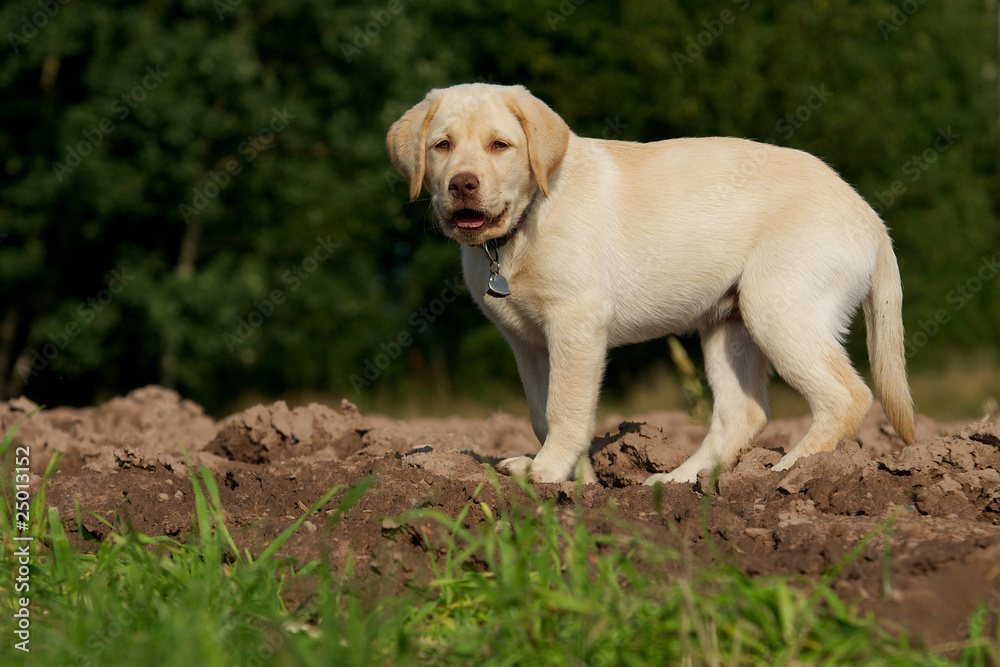 Labrador Welpe im Feld, blond