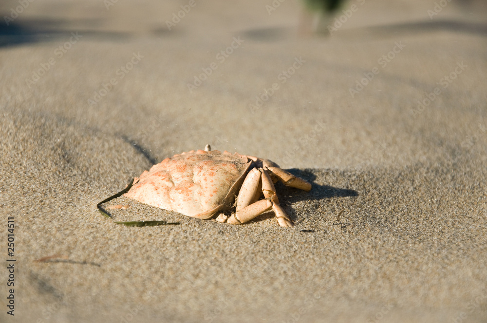 crabe dans le sable