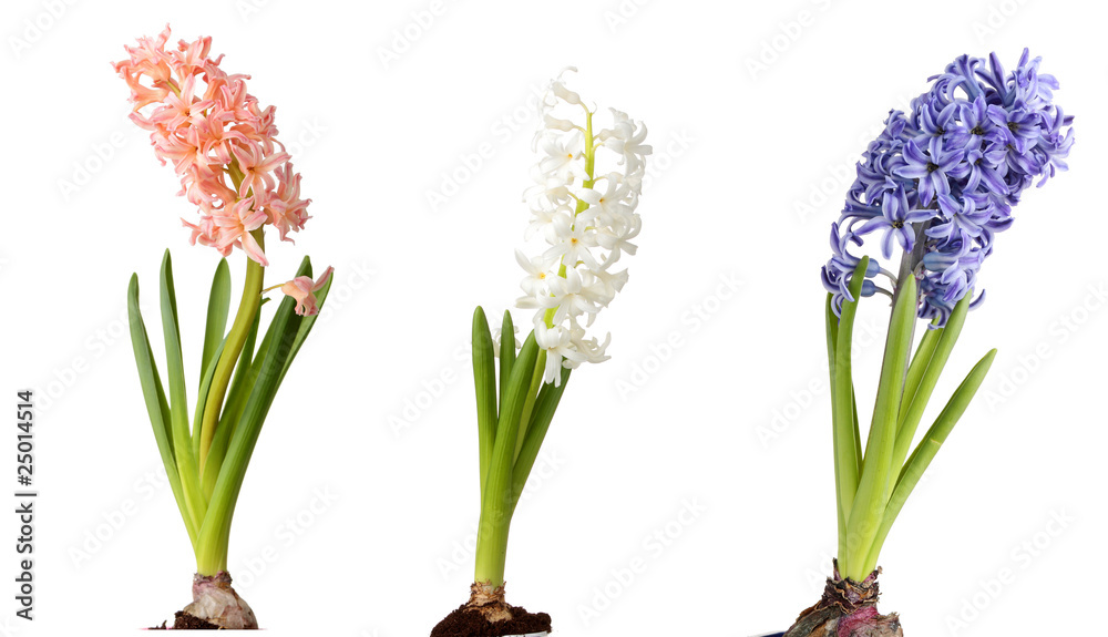 Obraz premium Hyacinth isolated