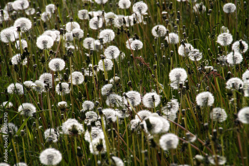 Pusteblumen-Wiese