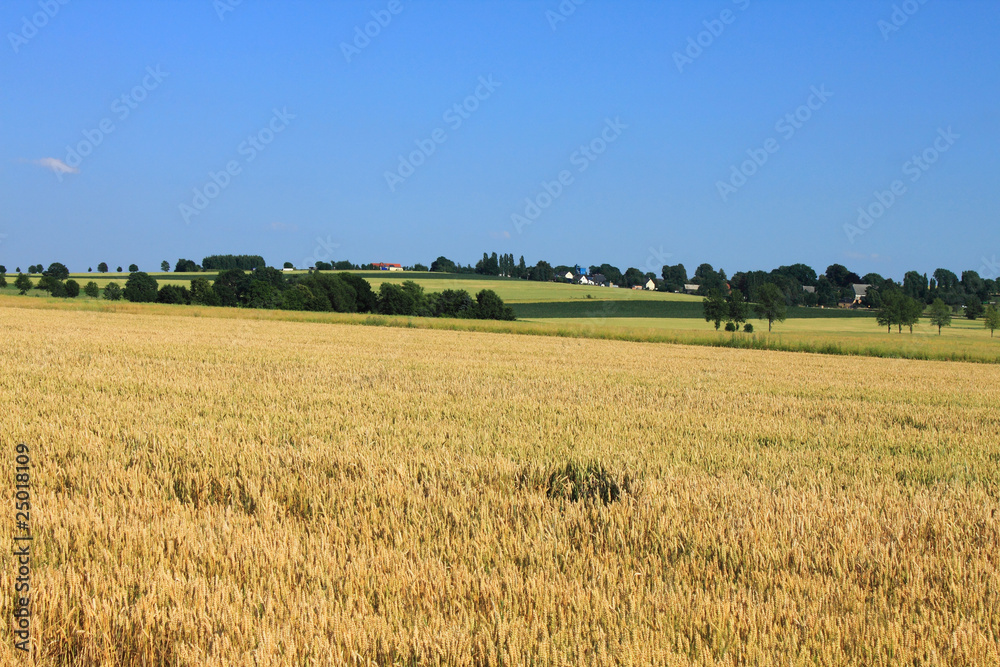 cornfield trees houses rural landscape blue sky