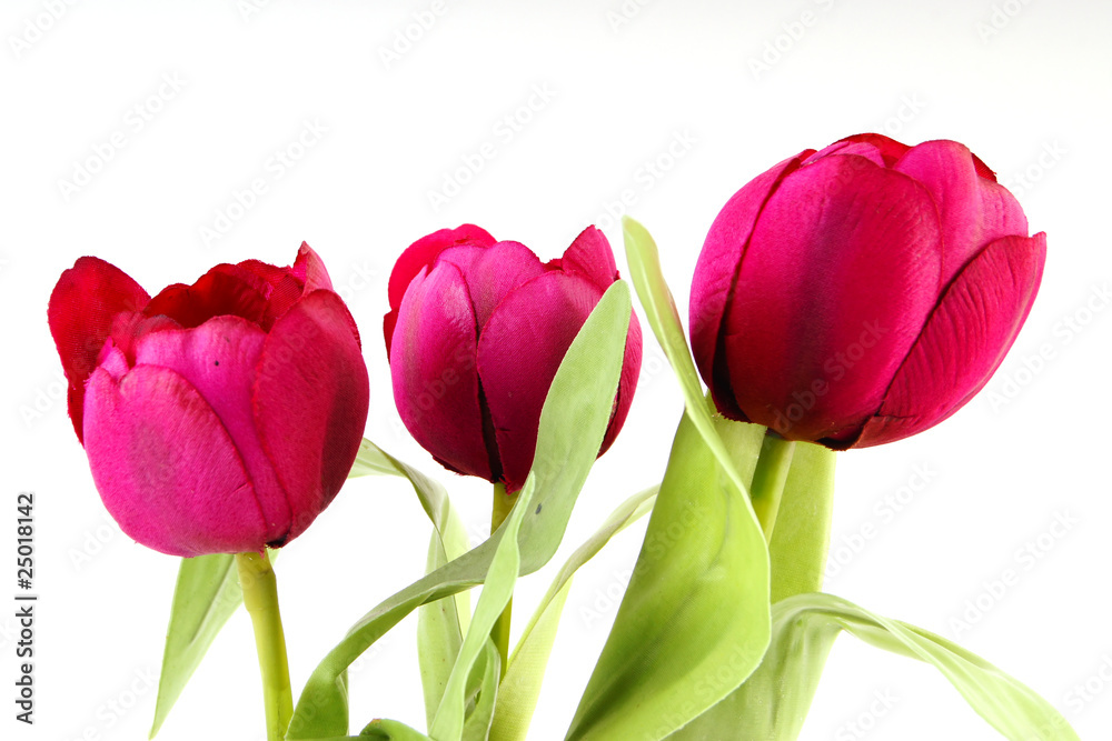 Fototapeta premium künstliche tulpen #3