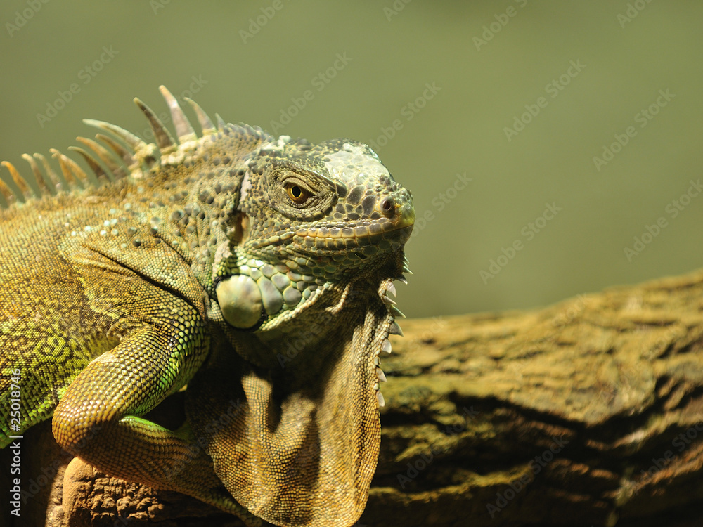 Obraz premium Leguan