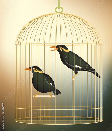 Caged myna birds