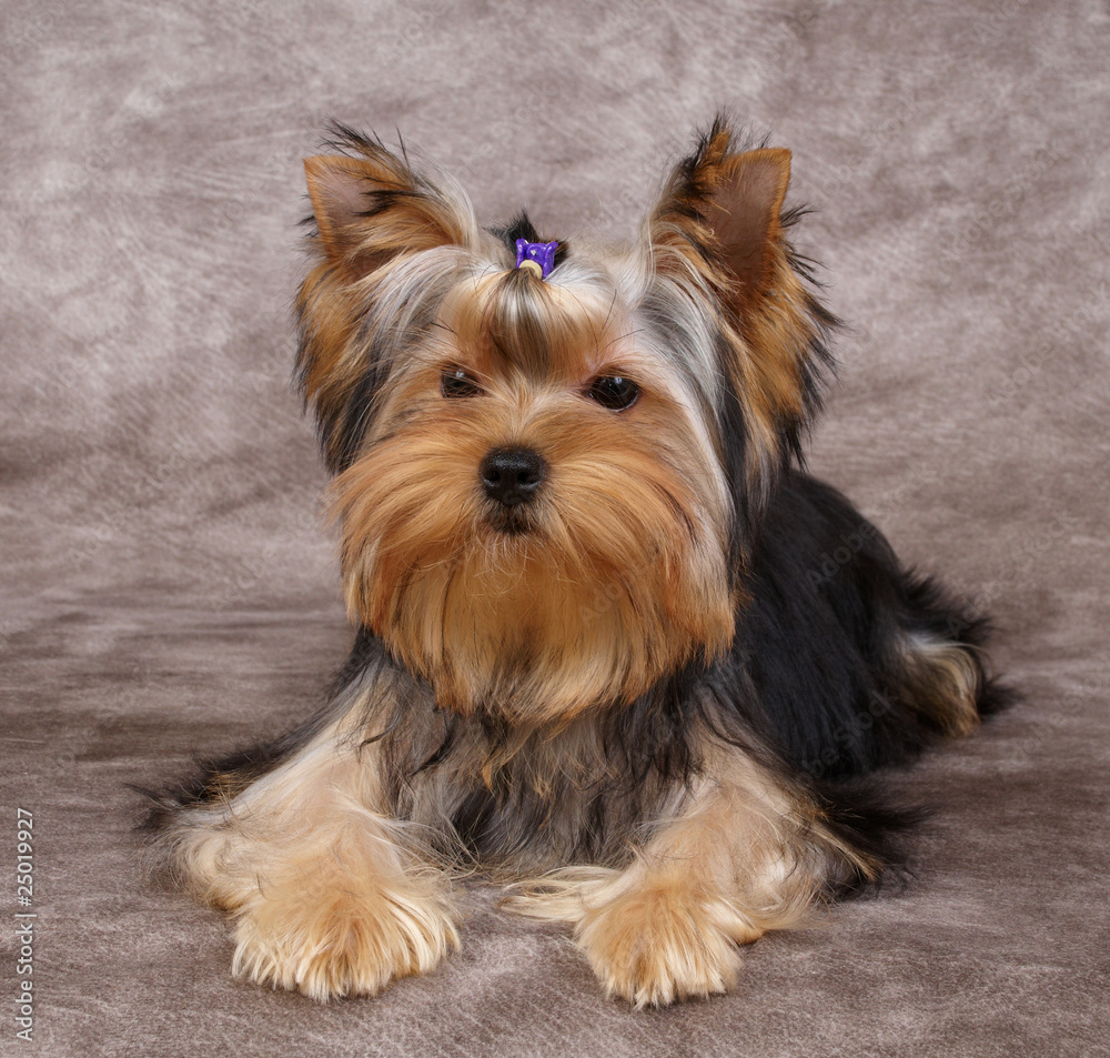 Puppy of the Yorkshire Terrier