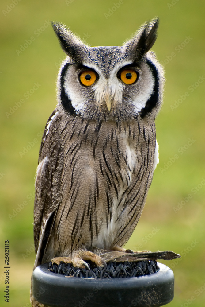 Obraz premium owl