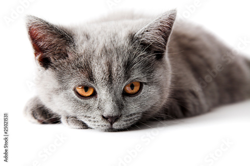 Fototapeta Naklejka Na Ścianę i Meble -  British kitten