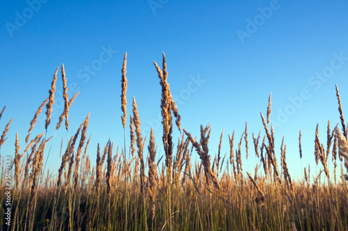 A field of wild grass