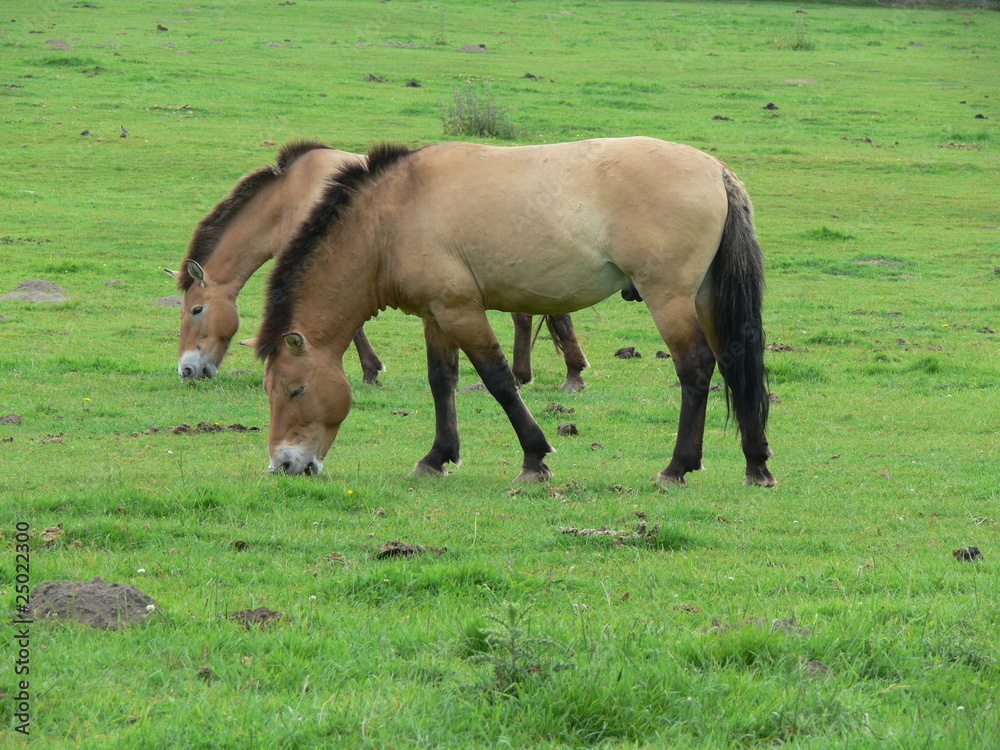 Zwei Przewalski-Pferde auf der Weide Zwei Przewalski-Pferde auf der Weide