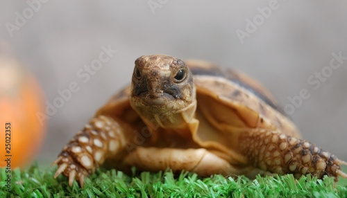 Tableau sur toile Testuggine