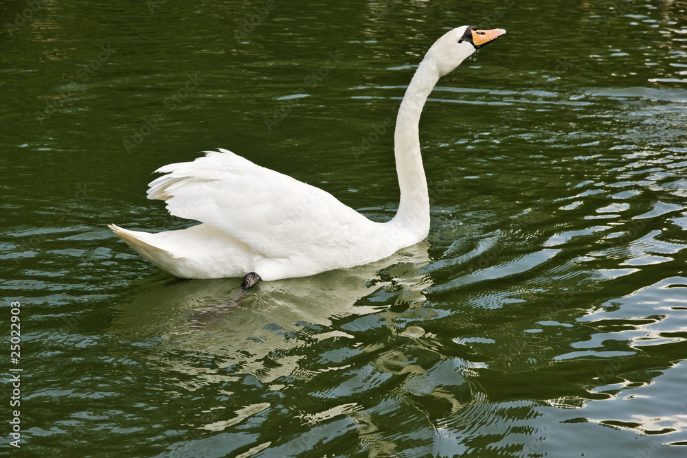 Fototapeta premium Swan