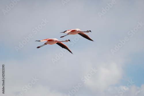 Vol de flamands roses - Bénédicte Girault - 2