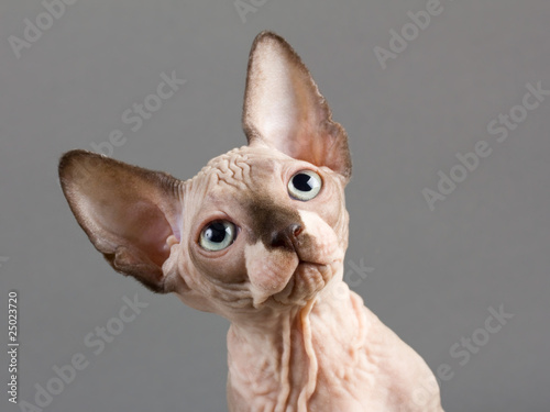 Sphinx