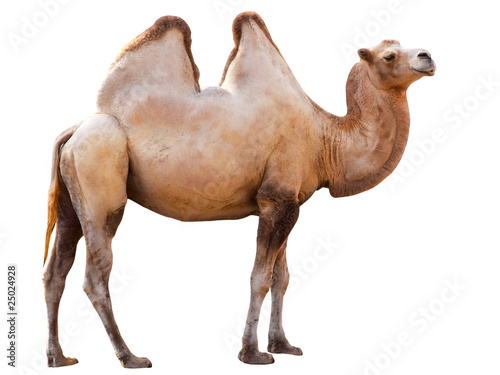 Leinwand Poster camel