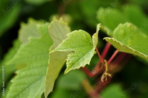 Feuille de vigne