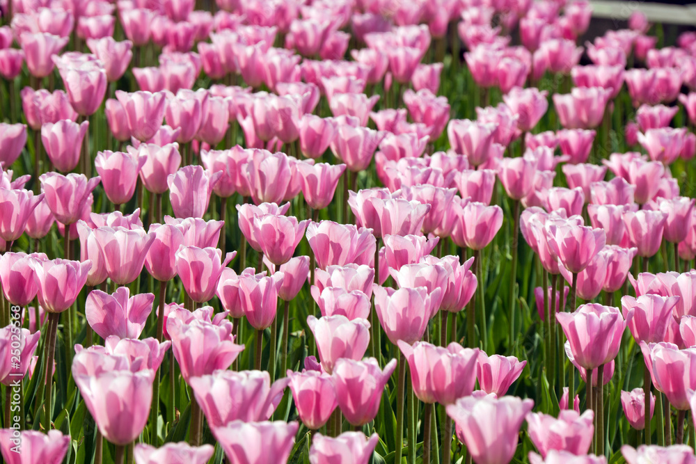 Obraz premium Pink tulips