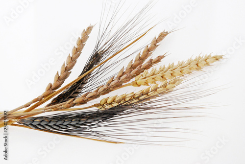 three varieties of wheat – spelt, black emmer and winter wheat