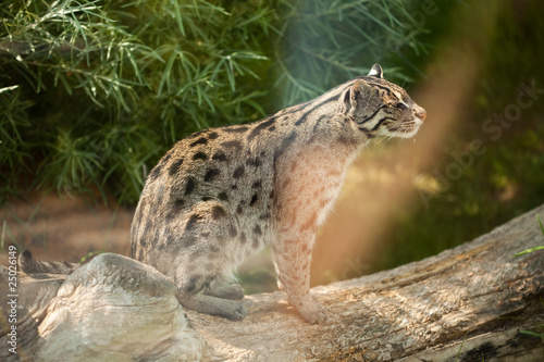 wild cat sitting on a tree