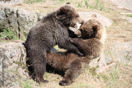 Bärenkinder