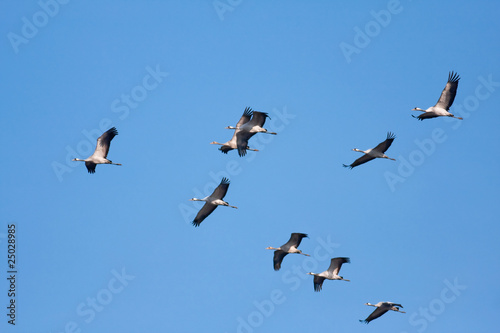 Common Crane