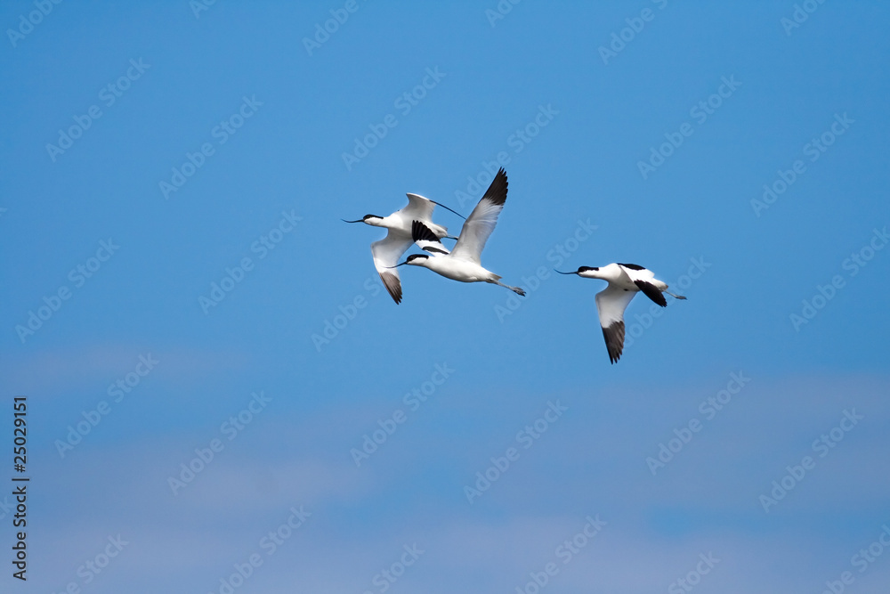 Pied Avocet (Recurvirostra avosetta)