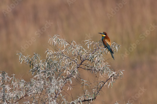 European bee-eater (Merops apiaster) © Cosmin Manci