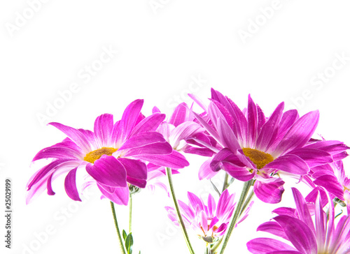 Bouquet of chrysanthemums