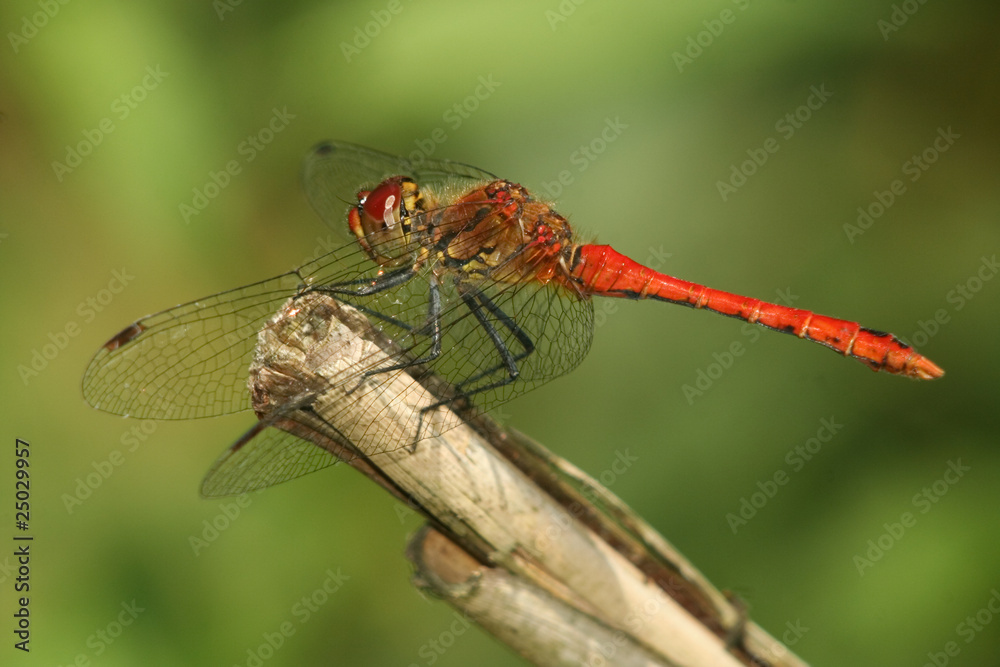 Ruddy Darter Ruddy Darter