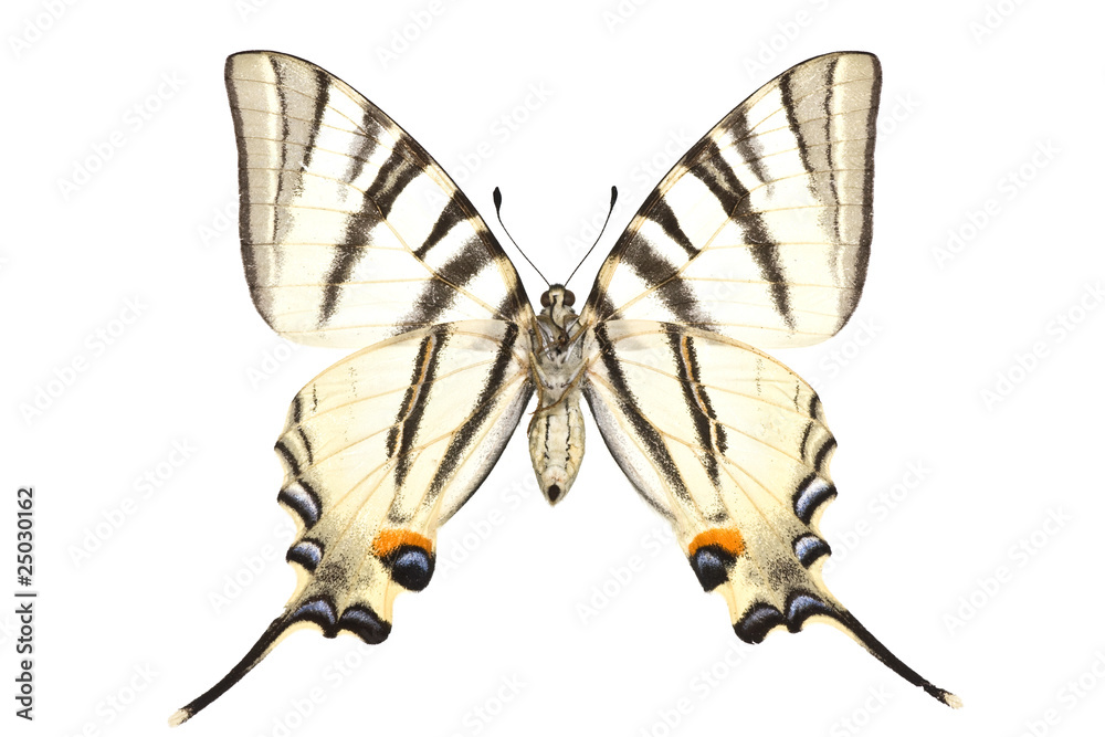 Naklejka premium Iphiclides podalirius