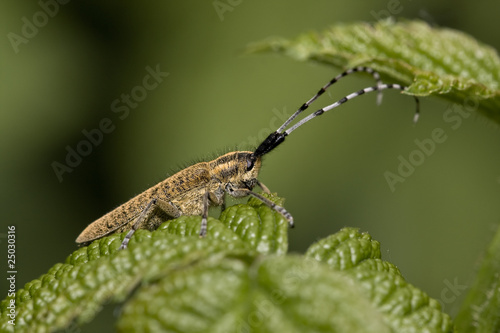 Agapanthia villosoviridescens photo