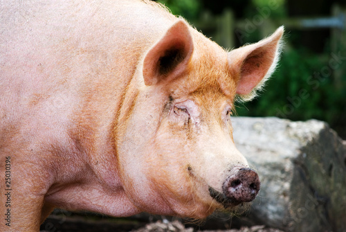 tamworth pig smile