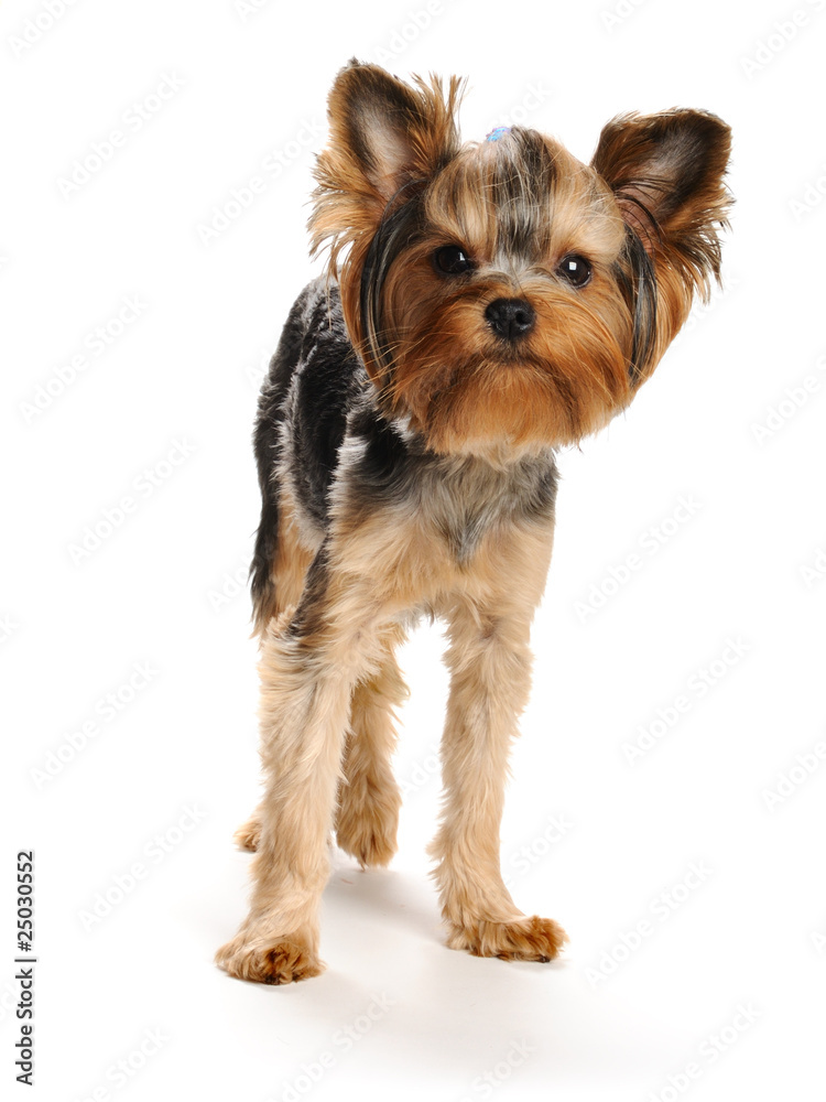 Yorkshire terrierYorkshire terrier Yorkshire terrierYorkshire terrier
