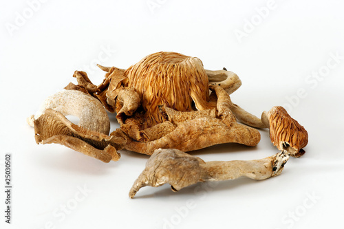 Shiitake / Shii-Take mushrooms on white © blende40