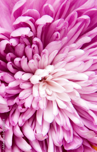 chrysanthemum