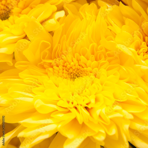 chrysanthemum