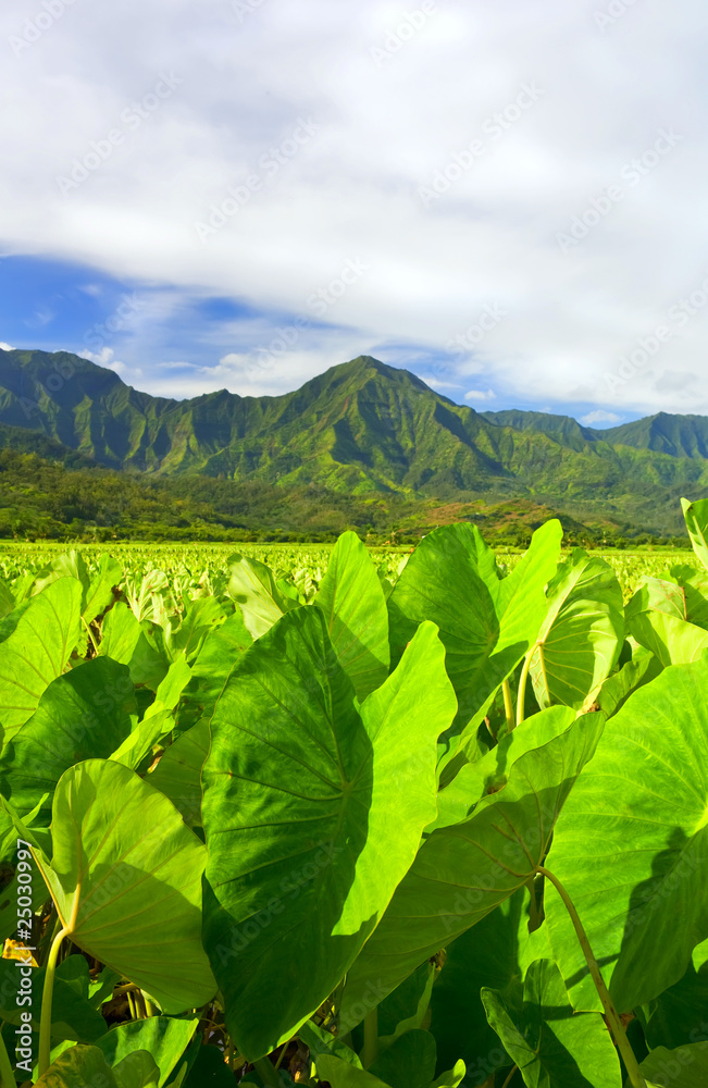 Bright leaves of the taro fields in Hanalei Kauai