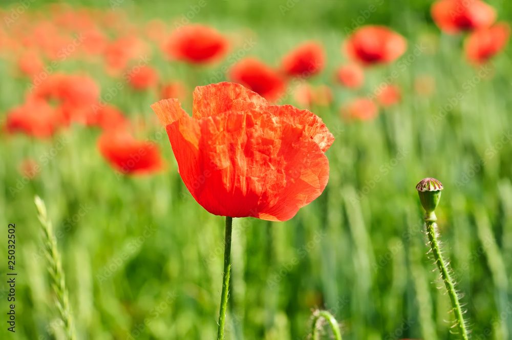 Obraz premium Poppy in a field
