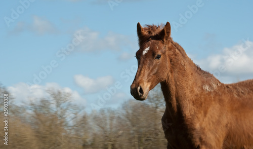 regard d'un cheval