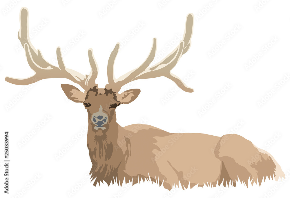 Faune - Cerf Faune - Cerf
