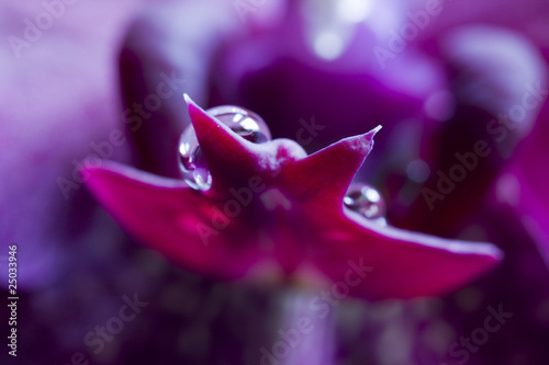 Violet abstraction with flower and water