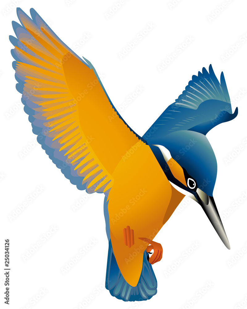 Obraz premium Faune - Martin pêcheur