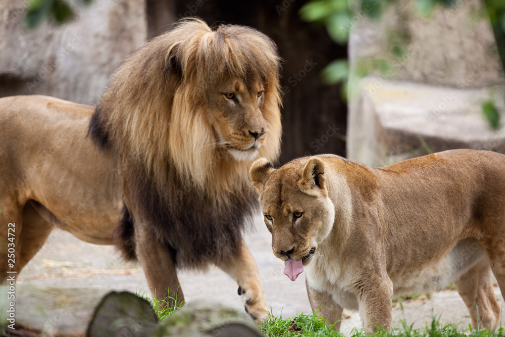 Photograph depicts a playful African Lion and Lioness Photograph depicts a playful African Lion and Lioness